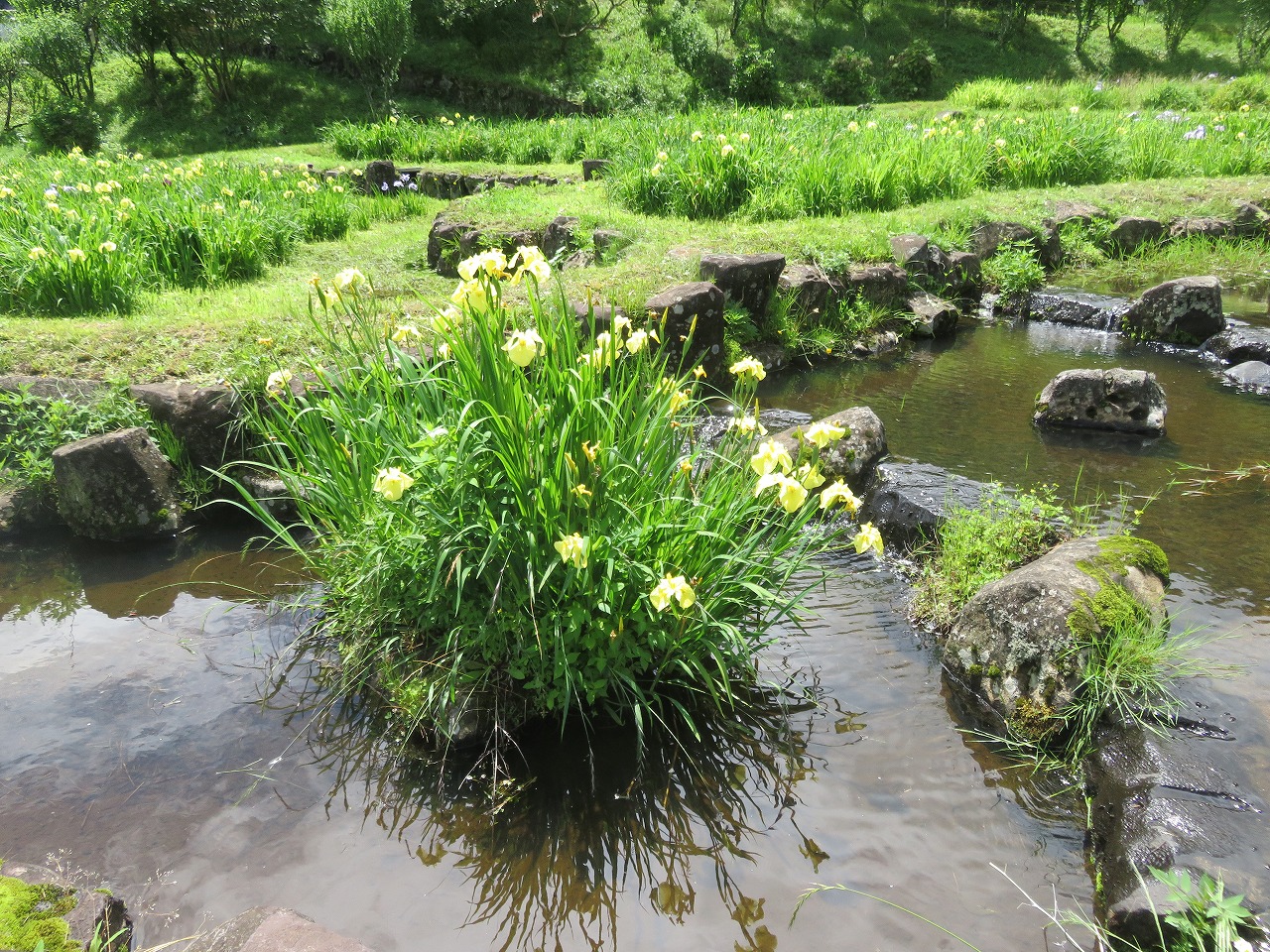 四季の里　あやめ園