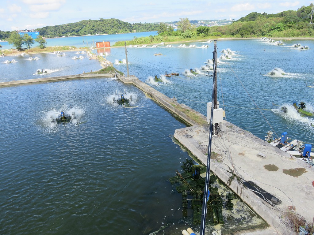 クルマエビの養殖場