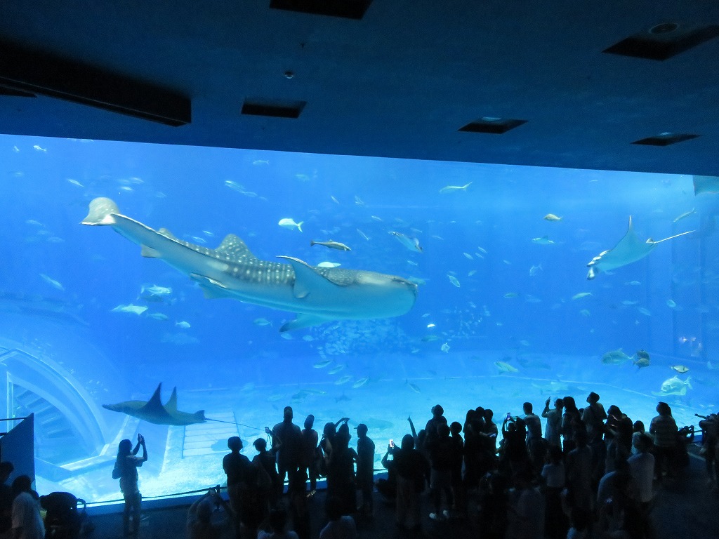 沖縄美ら海水族館　大水槽