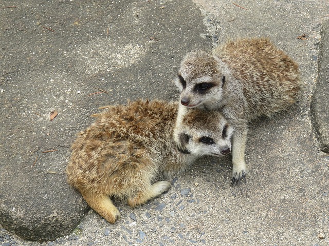 ミーアキャット