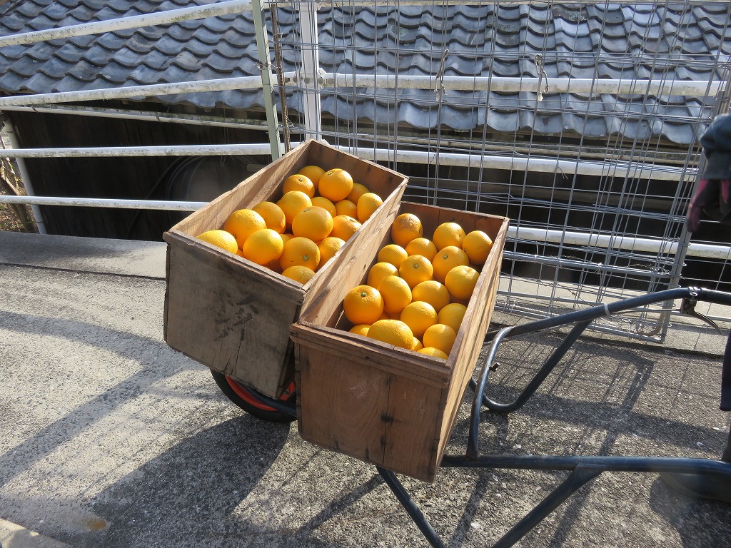 小豆島の八朔