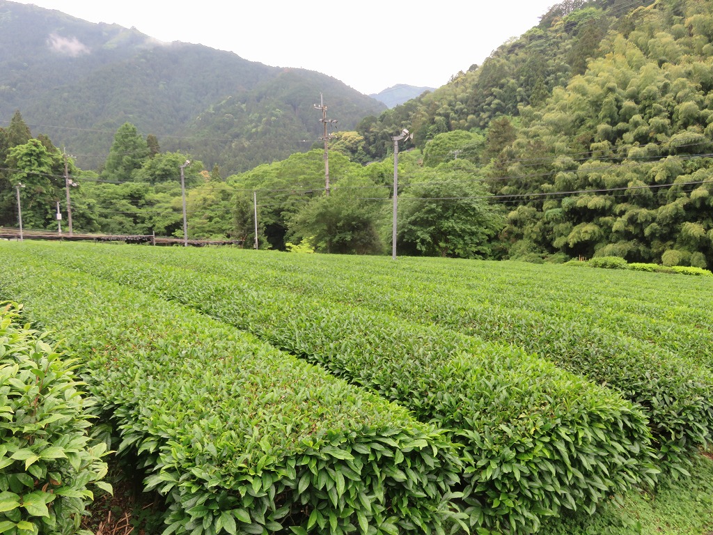 脇製茶場の茶畑