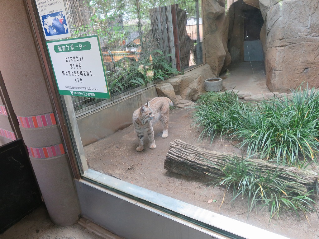 神戸市立王子動物園