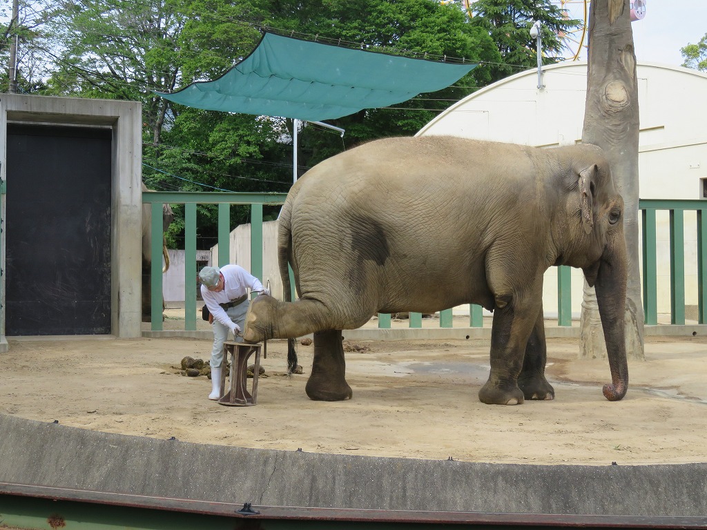 神戸市立王子動物園のぞう