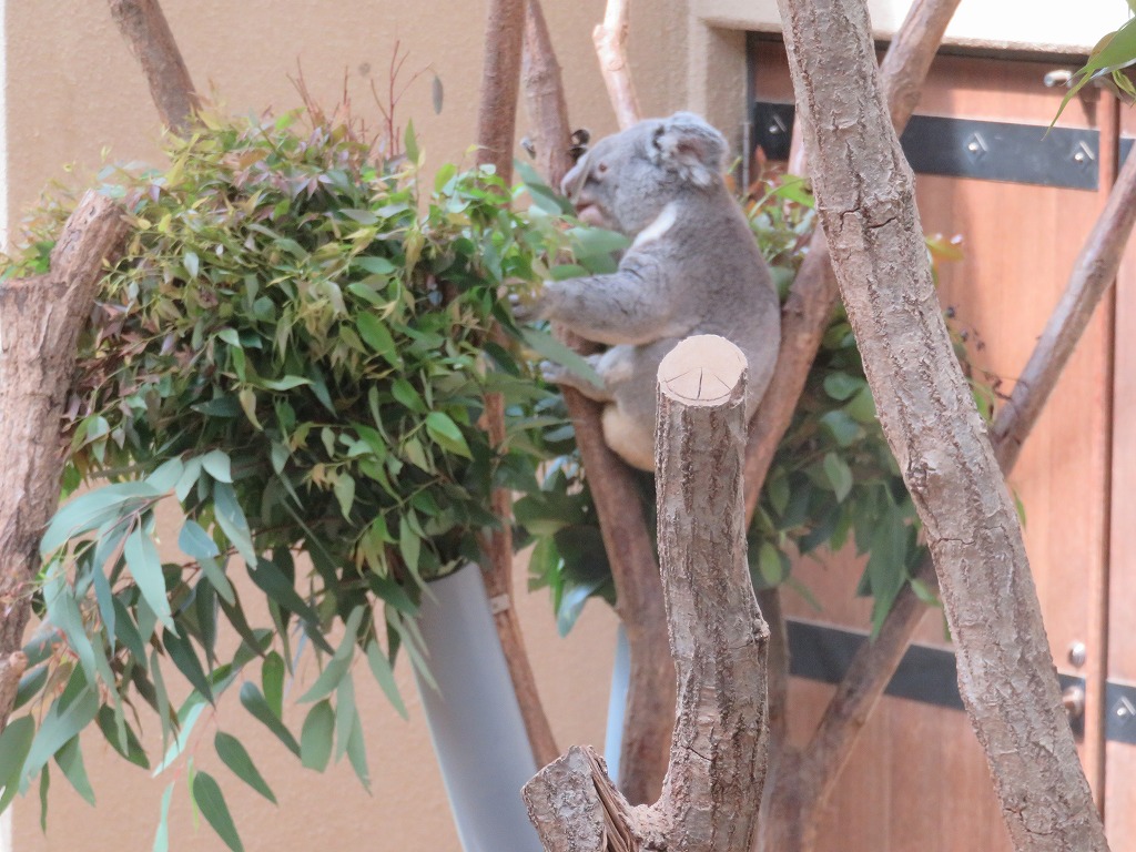 神戸市立王子動物園のコアラ