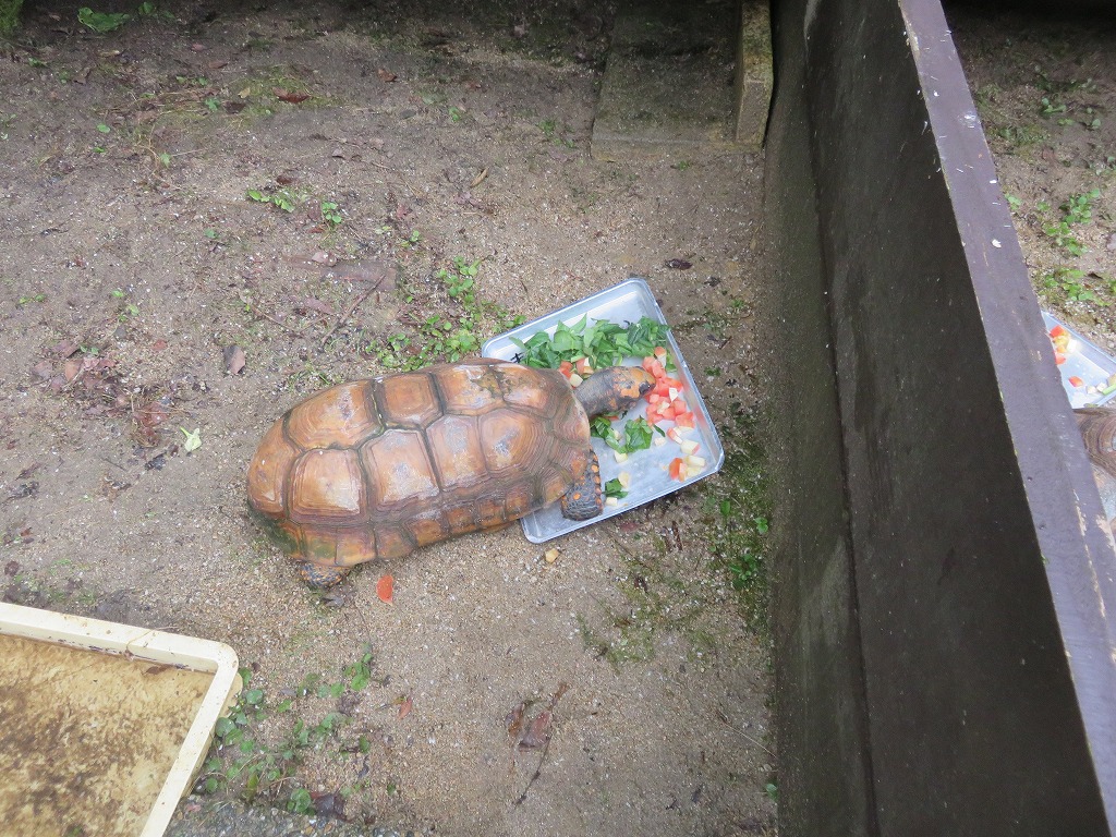 餌を食べるカメ