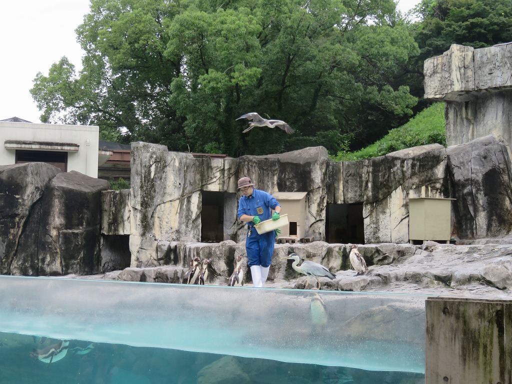 飼育員によるペンギンのえさやり