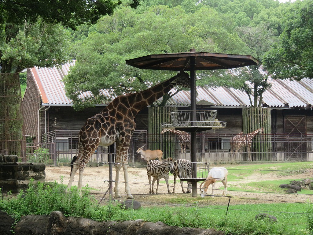 キリン、シマウマ