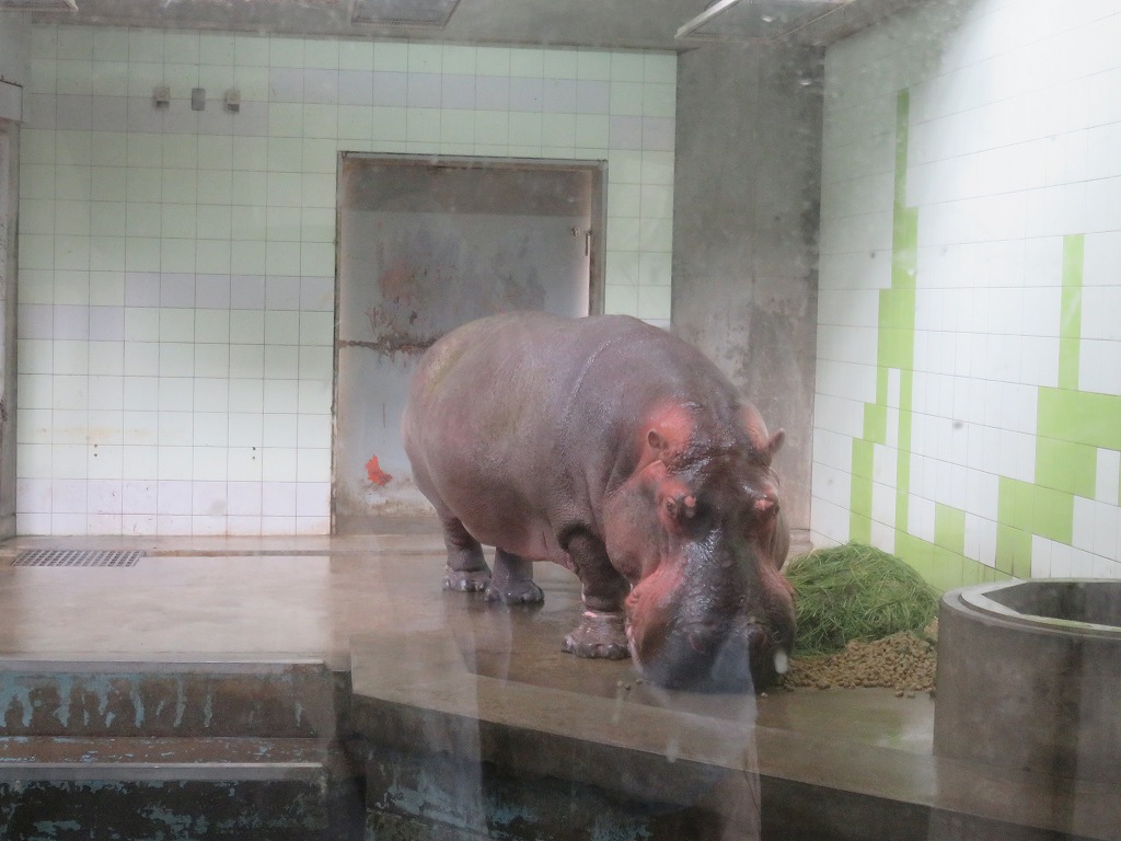 とべ動物園のかば