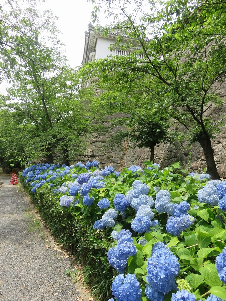 鶴山公園の紫陽花