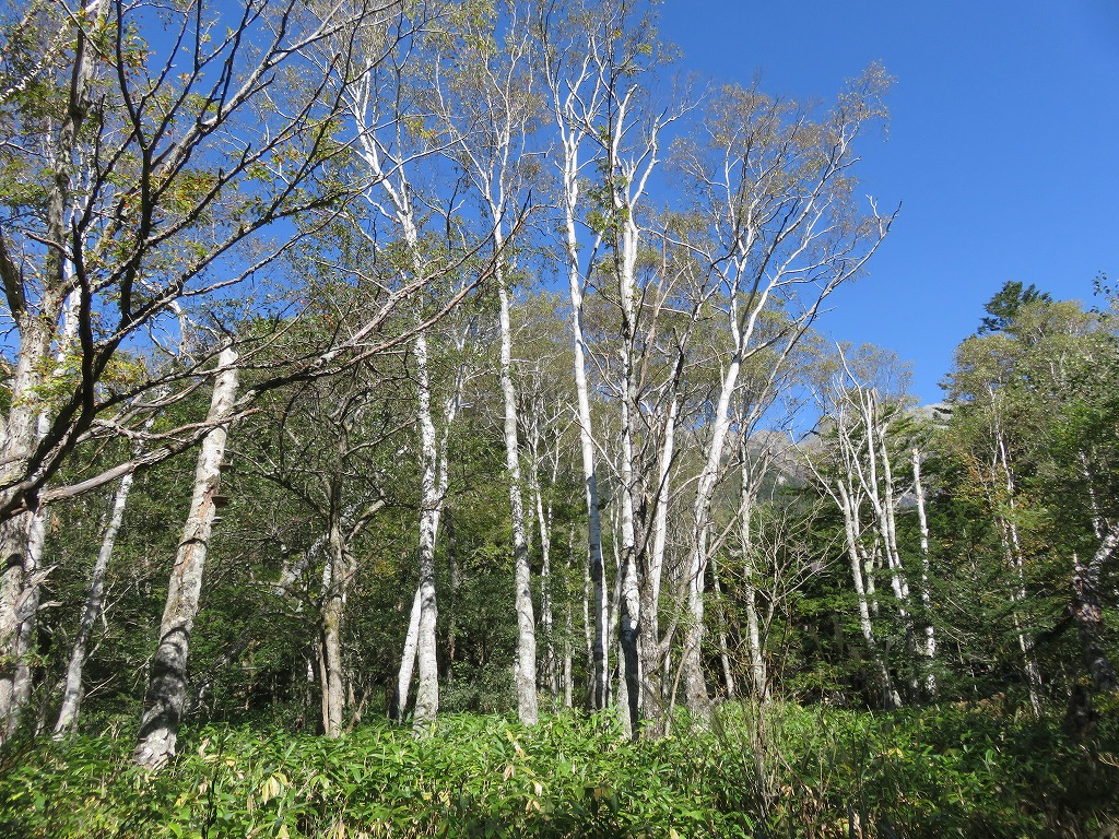 上高地の針葉樹林