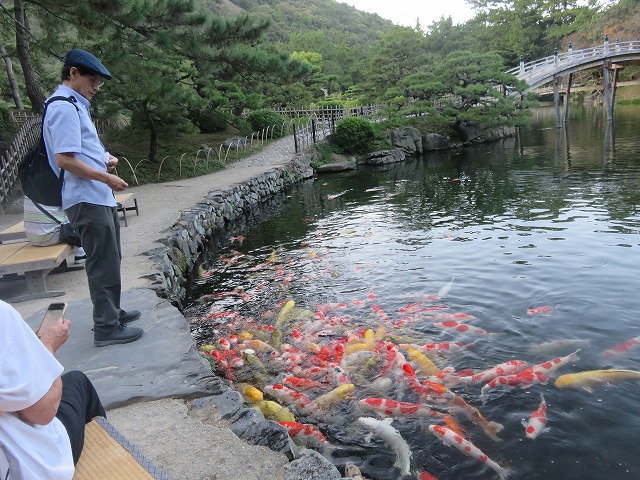 池の鯉