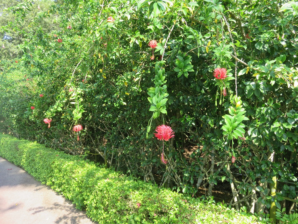 フウリンブッソウゲ