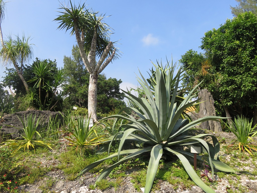 リュウケツジュ、アオノリュウゼツラン