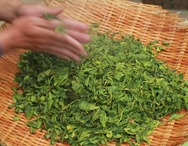 手もみするお茶