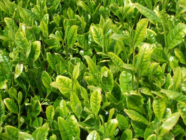 お茶の葉