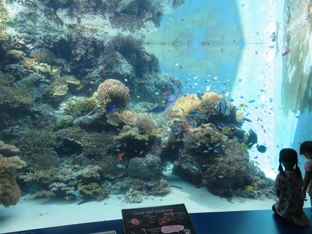 沖縄美ら海水族館　
