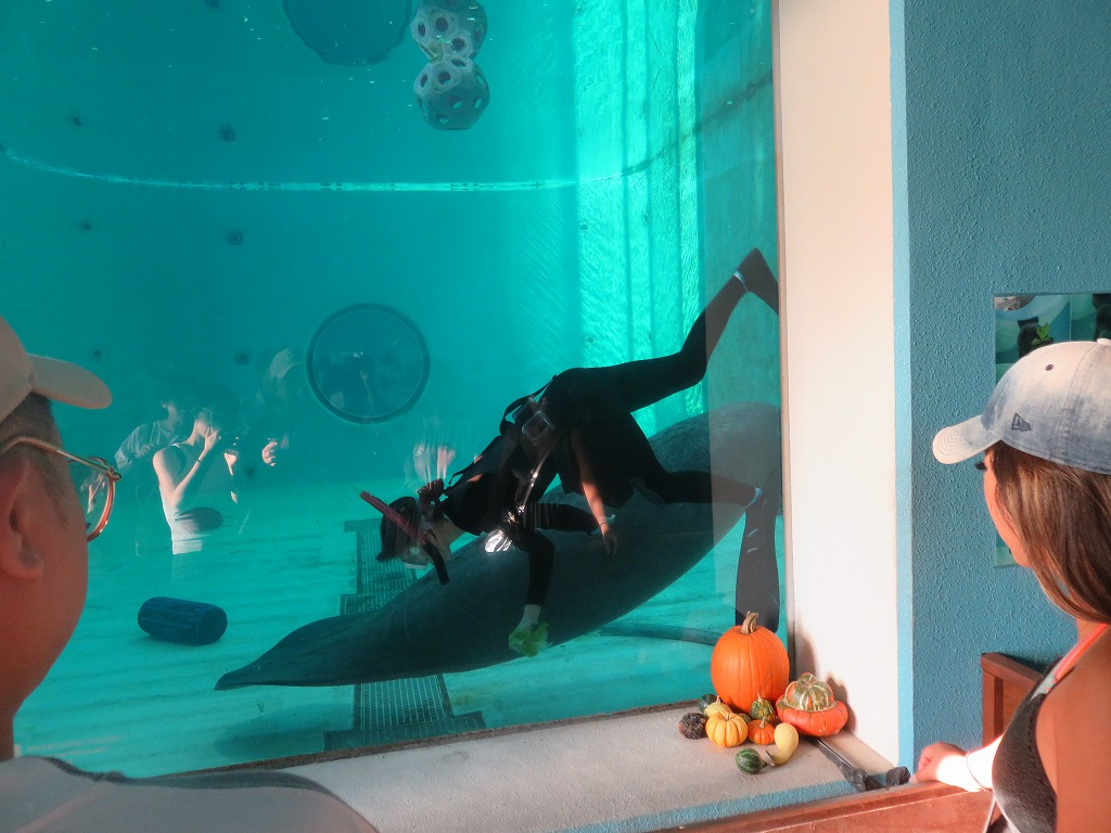 沖縄美ら海水族館