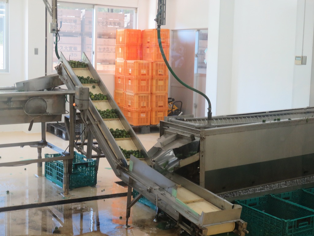 シークヮーサーの加工