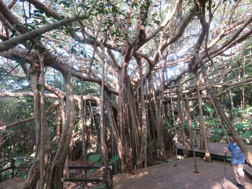 ウガンガジュマル