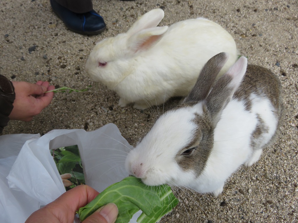 ウサギのえさやり