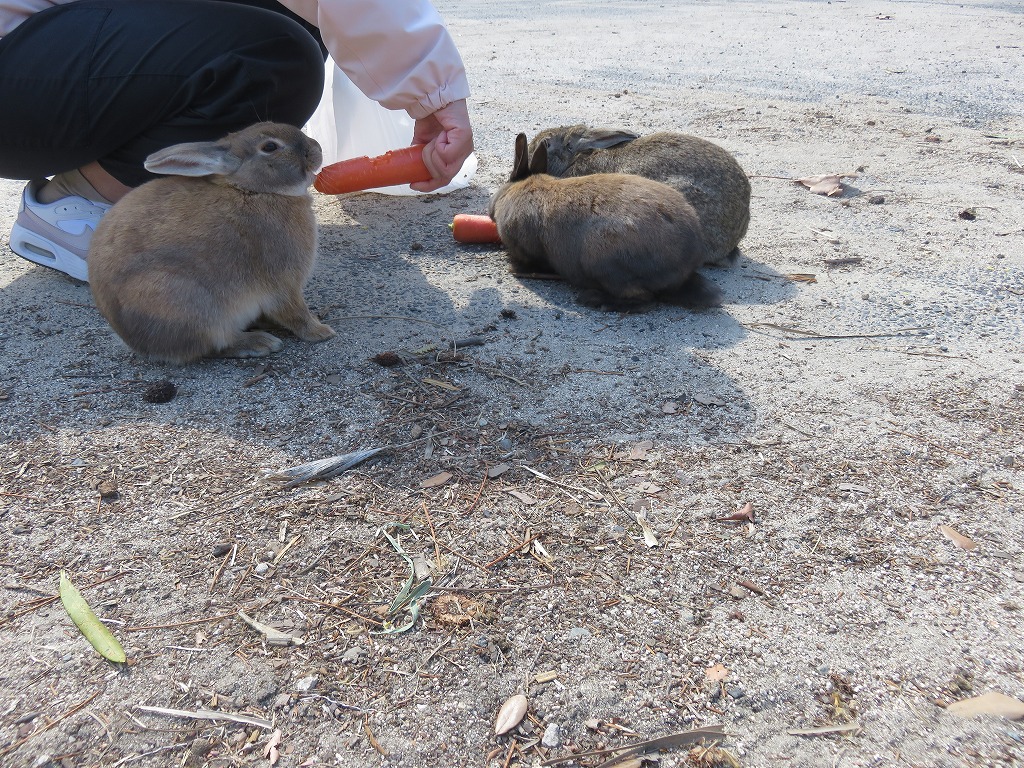 にんじんを食べるうさぎ