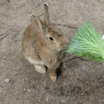 ウサギの島、大久野島