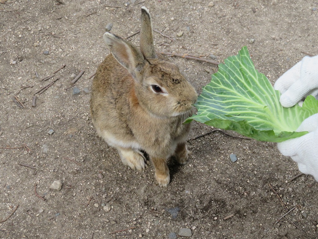 ウサギの島、大久野島